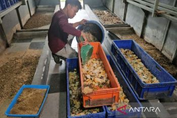 Indonesia explores monetizing MBG food waste as carbon credits