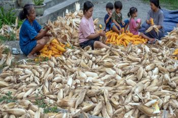 Pemprov-Sulteng apresiasi petani catat surplus produksi jagung