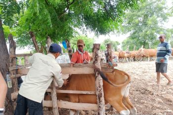 Disnakeswan gerak cepat tangani dugaan PMK di Doroncanga Dompu