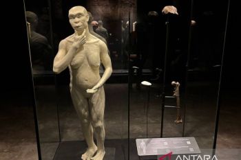 Dipulangkan dari Belanda, fosil "Java Man"  dipajang di museum