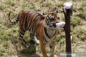 Pemkot Semarang buka suara soal berkurangnya harimau di Semarang Zoo
