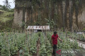 Pertanian terpadu di lahan pascatambang pasir