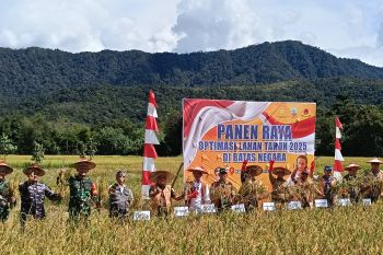 Gubernur Kaltara Dorong Pengembangan Padi Adan di Krayan