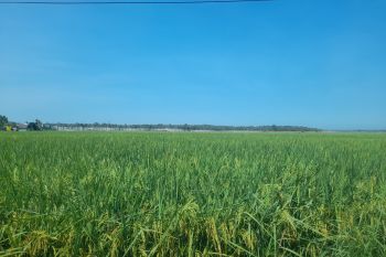 Produksi padi di Serang 576.091 ton, lampaui target