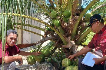 Komoditas kelapa dan pala di Malut jadk indikasi geografis terlindungi