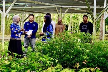 Kalsel: Manfaatkan musim hujan untuk menanam pohon