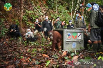Tiga orang utan hasil rehabilitasi dilepasliarkan ke kawasan TNBBBR