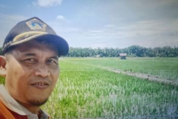 Pemkab Pasaman Barat catat produksi padi capai 75.138 ton