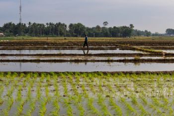 Dari kios pupuk hingga sawah, senyum petani Lampung berkat HET baru