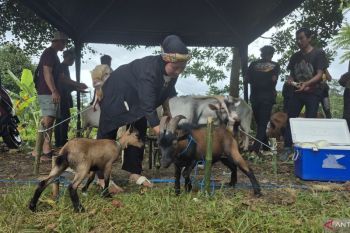 Riuh arena domba dan harapan dari peternakan rakyat