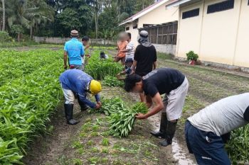 Lapas Kelas IIA Palu manfaatkan SAE pertanian untuk warga binaan