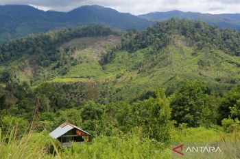 Pakar ingatkan pentingnya kehati-hatian dalam sanksi denda kehutanan