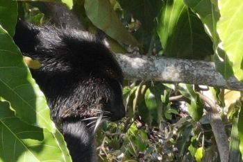 BKSDA Sumbar: Satwa yang muncul di lokasi bencana di Agam jenis binturong