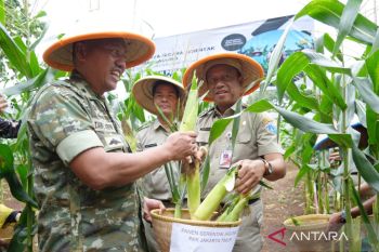 Panen jagung, Jaktim tingkatkan ketahanan pangan