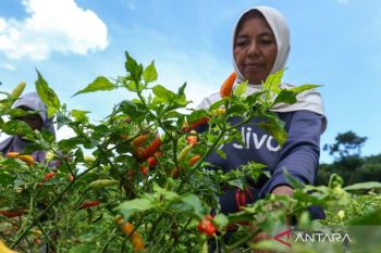 Harga cabai rawit merah Rp76.400 per kg, telur ayam ras Rp33.850 per kg