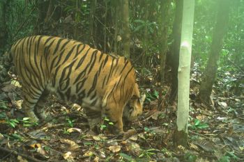 Kamera jebak rekam dua individu Harimau Sumatera di TN Berbak