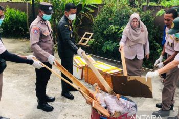 Karantina Maluku musnahkan 42 kilogram daging anjing tanpa dokumen