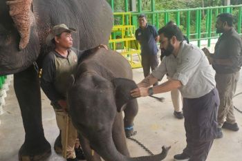 Indonesia, India partner to revitalise elephant hospitals in Sumatra