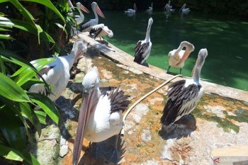 Pengunjung Ragunan diprediksi mencapai 80.000 orang pada Tahun Baru 2026