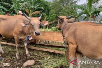 Pemprov Babel perketat pemasukan ternak jelang hari besar keagamaan