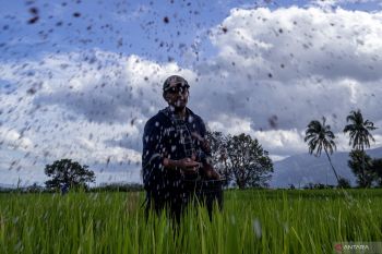 Optimisme swasembada pangan setelah HET pupuk subsidi turun