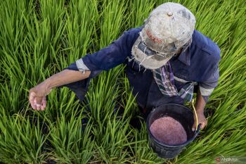 Optimisme swasembada pangan setelah HET pupuk subsidi turun