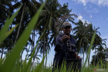 Asa petani setelah HET pupuk subsidi turun