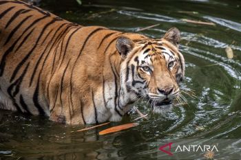 Hoaks! Video polisi diterkam harimau saat menilang pemotor