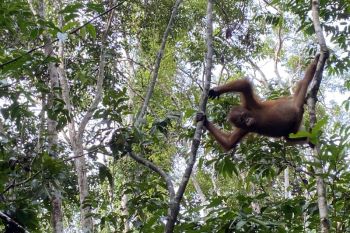 Menyambangi rumah orang utan liar Kalimantan