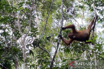 Bertamu ke rumah orang utan liar Kalimantan