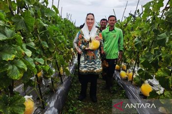 Petani Natuna disiapkan Pemkab jual hasil panen melon ke SPPG dukung MBG