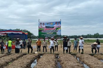 Pemkab Pasaman Barat catat luas tanam padi 16.689 hektare