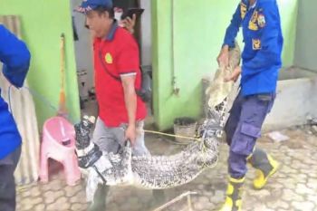 Petugas evakuasi buaya peliharaan warga di Natar Lampung Selatan