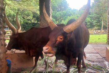 Watusi jadi kado Tahun Baru 2026 bagi pengunjung Taman Margasatwa Ragunan