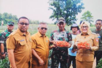 Banyuasin bersama Kodim kembangkan perkebunan cabai