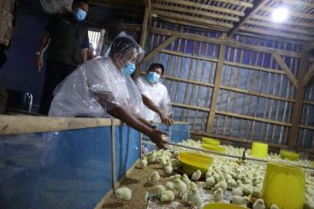 GP Ansor bersama BCP bangun usaha ayam broiler dukung Astacita Presiden Prabowo