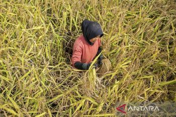 Panen raya padi hitam di Gunung Halu