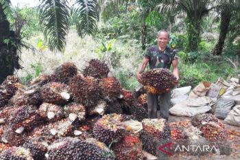 Kubu Raya tetapkan UMK 2026 naik 7,7 persen dari tahun lalu