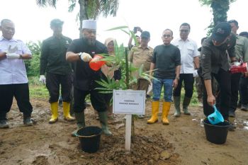 Bengkulu tanam 49.280 bibit pohon untuk konservasi berkelanjutan