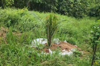 Distan menginventarisasi penanaman kelapa sawit di Kabupaten Cirebon