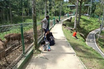 Taman penangkaran rusa Lampung jadi tujuan wisata edukasi di libur penghujung tahun