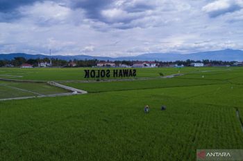 Alokasi Pupuk Subsidi Sumatera Barat