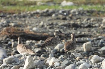 Yayasan-Komiu temukanjalur transit burung migrasidiTeluk Palu