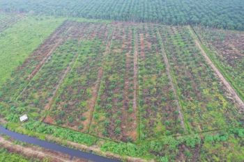 Kemenhut lanjutkan proses hukum empat perambah hutan Tahura OKH Jambi