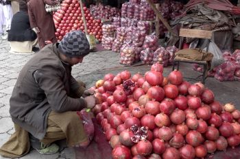 Ekspor perdana 20 ton delima Afghanistan tembus pasar Qatar