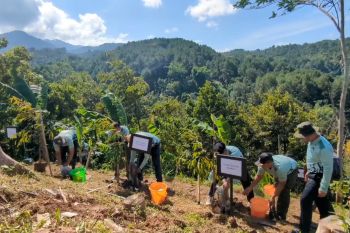 Lahan kritis Madiun ditanami 6.000 pohon untuk cegah longsor