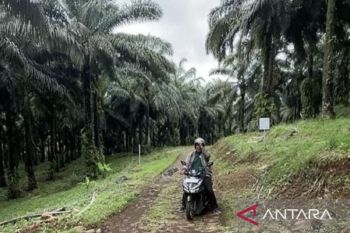 Apkasindo meminta KDM buka dialog terkait perlarangan tanam  sawit di Jabar