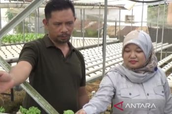 Petani Kendari sukses kembangkan hidroponik berkat KUR BRI