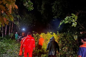 BPBD Pacitan tangani puluhan pohon tumbang akibat cuaca ekstrem