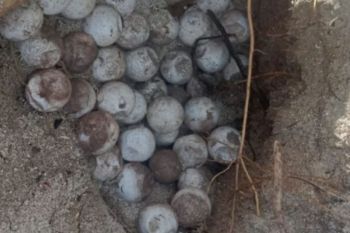 BKSDA Maluku amankan 93 butir telur penyu pastikan penetasan aman